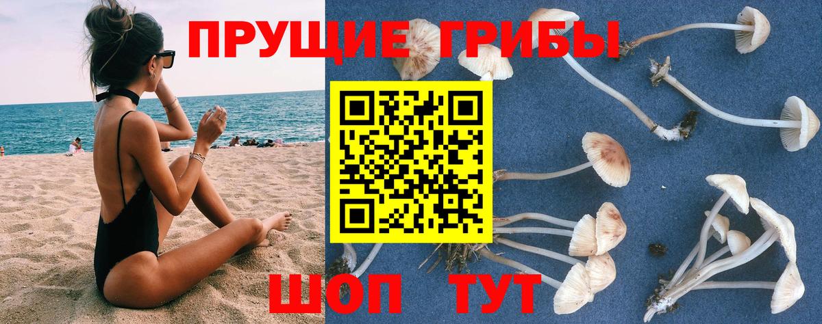 Карабулак  Псилоцибиновые грибы Cubensis  Вход с VPN 